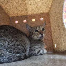 Shelter Stray Female Cat last seen Yellowhouse Cir / Nueces Dr, City of College Station, TX, 5359 Leonard Rd, Bryan, TX 77807, USA