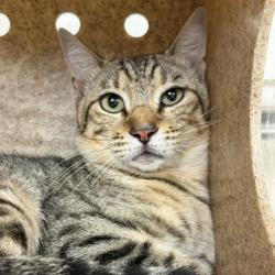 Shelter Stray Male Cat last seen Yellowstone/ Nueces, City of College Station, TX, 5359 Leonard Rd, Bryan, TX 77807, USA