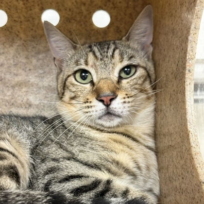 Shelter Stray Male Cat last seen Yellowstone/ Nueces, City of College Station, TX, 5359 Leonard Rd, Bryan, TX 77807, USA