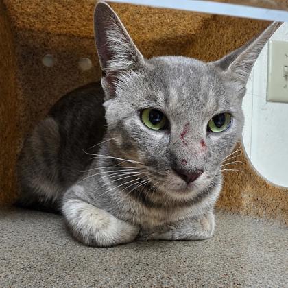 Shelter Stray Male Cat last seen Yellowhouse Cir / Nueces Dr, City of College Station, TX, 5359 Leonard Rd, Bryan, TX 77807, USA