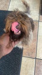 Found/Stray Male Dog last seen Harper Cadieux, Detroit, MI 48224