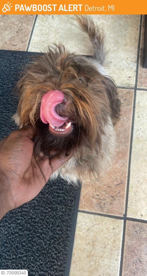 Found/Stray Male Dog last seen Harper Cadieux, Detroit, MI 48224