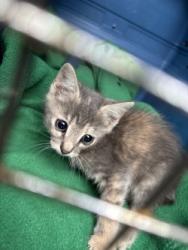 Shelter Stray Female Cat last seen Near bella casa dr, Keller, TX, 330 Rufe Snow Dr, Keller, TX 76248, USA