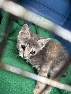 Shelter Stray Female Cat last seen Near bella casa dr, Keller, TX, 330 Rufe Snow Dr, Keller, TX 76248, USA