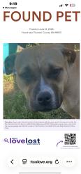 Reunited Female Dog last seen Near Duterrow Rd SE, Olympia, WA 98513, USA, Olympia, WA 98513