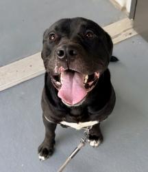 Shelter Stray Male Dog last seen Near Candler Rd H4, 30032, GA, 3280 Chamblee Dunwoody Rd, Chamblee, GA 30341, USA