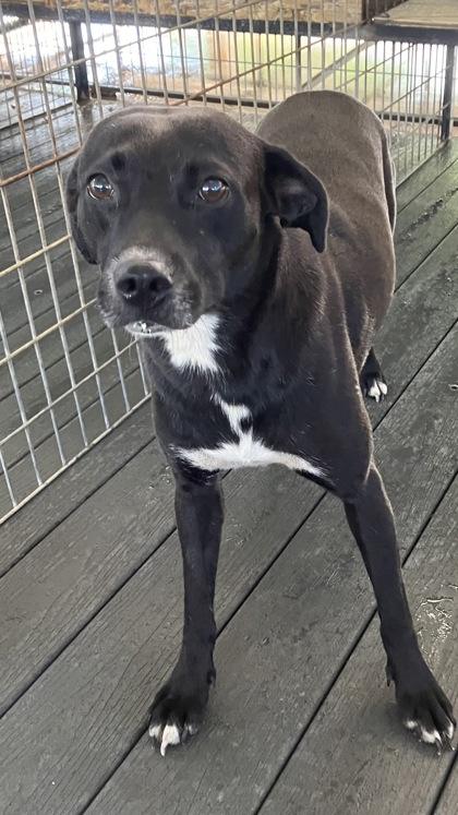 Shelter Stray Female Dog last seen Oregano Trail, Madison County, , 2060 NE Rocky Ford Rd, Pinetta, FL 32350, USA