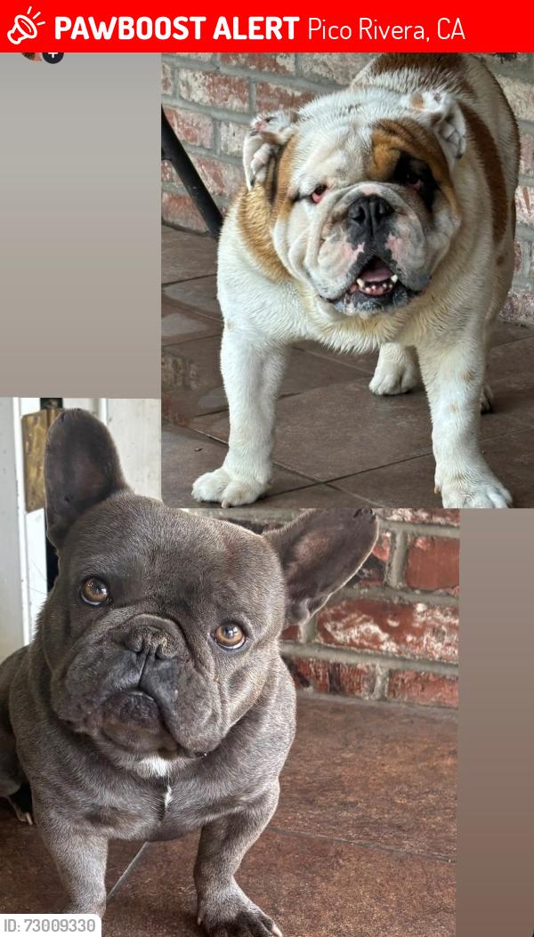 Lost Male Dog last seen Phaeton and Carron, Pico Rivera, CA 90660