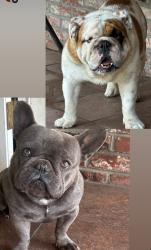 Lost Male Dog last seen Phaeton and Carron, Pico Rivera, CA 90660
