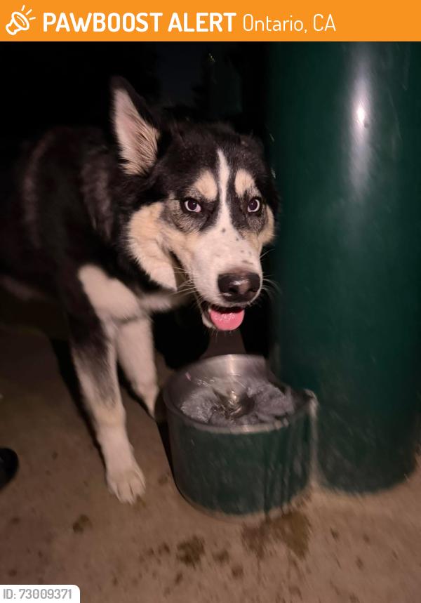 Found/Stray Male Dog last seen San Antonio & W Flora ONTARIO CA, Ontario, CA 91762