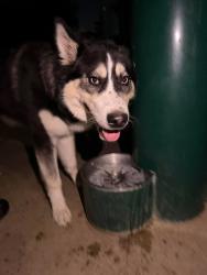 Found/Stray Male Dog last seen San Antonio & W Flora ONTARIO CA, Ontario, CA 91762