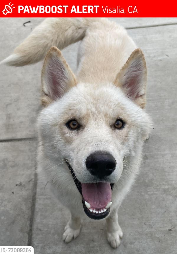 Lost Male Dog last seen Tulare county , Visalia, CA 93277