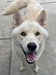 Lost Male Dog last seen Tulare county , Visalia, CA 93277