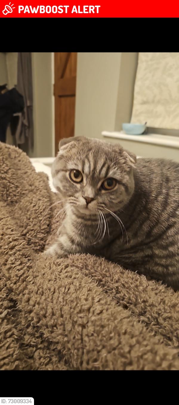 Lost Female Cat last seen Trent mersey c hole hse lane little leigh, Cheshire West and Chester, England CW8