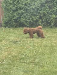 Reunited Male Dog last seen 18th & Livingston West End Allentown , Allentown, PA 18104