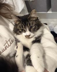 Lost Female Cat last seen Ackerly dr, Heath, TX 75126