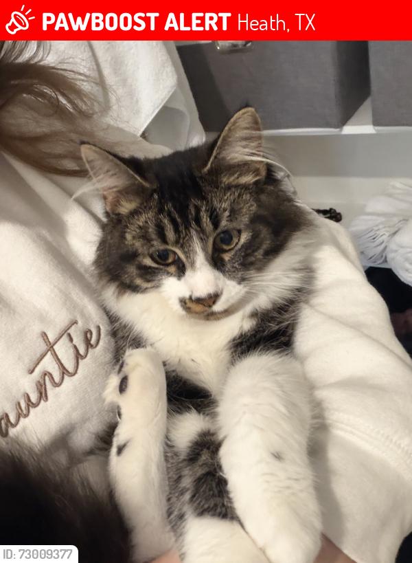 Lost Female Cat last seen Ackerly dr, Heath, TX 75126