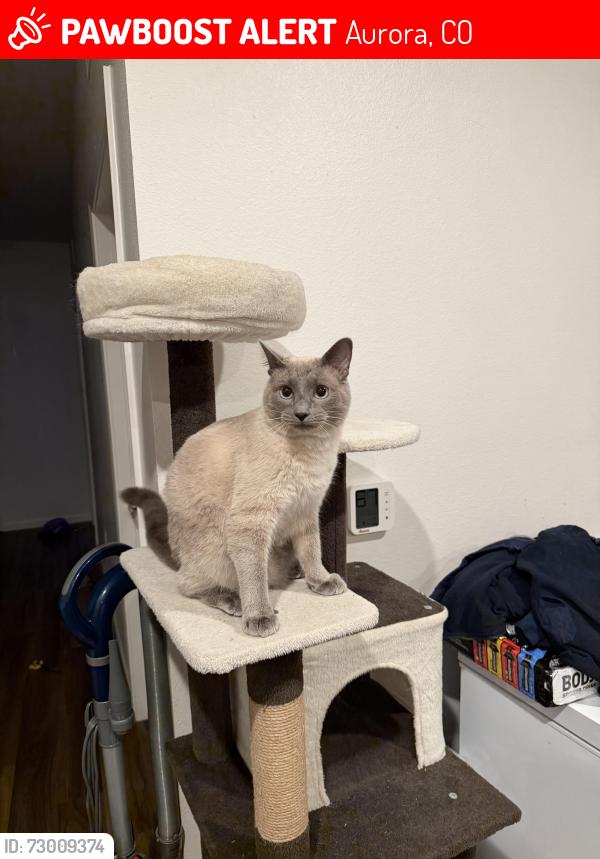 Lost Male Cat last seen Airport and colfax, Aurora, CO 80011