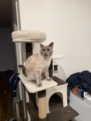 Lost Male Cat last seen Airport and colfax, Aurora, CO 80011