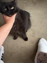 Found/Stray Unknown Cat last seen DePere St and 7th St, Menasha, WI 54952