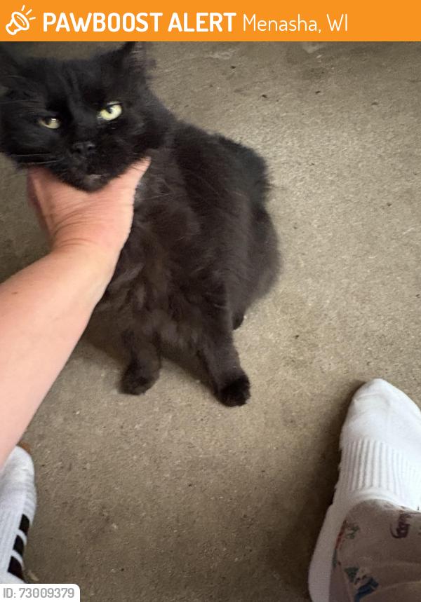 Found/Stray Unknown Cat last seen DePere St and 7th St, Menasha, WI 54952