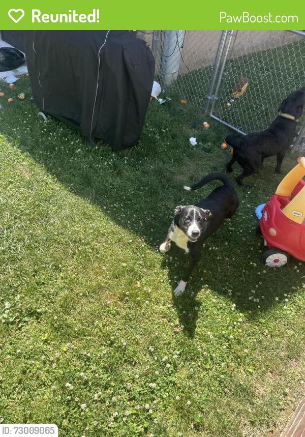 Reunited Male Dog last seen Parkview Rd and Goodford Rd, Philadelphia, PA 19154