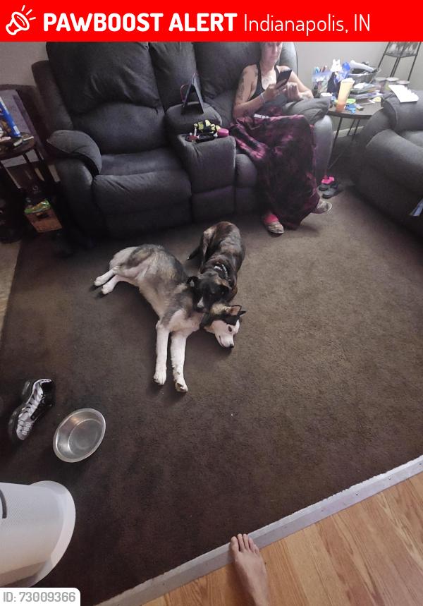 Lost Male Dog last seen Lansdowne Rd and Mariposa Dr, Indianapolis, IN 46234