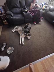 Lost Male Dog last seen Lansdowne Rd and Mariposa Dr, Indianapolis, IN 46234