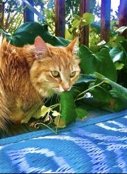 Reunited Female Cat last seen Sheridan blvd , Broomfield, CO 80020