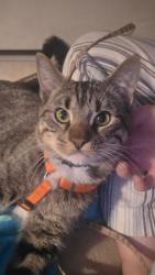 Found/Stray Male Cat last seen Lombardy Dr and Alma , Plano, TX 75023