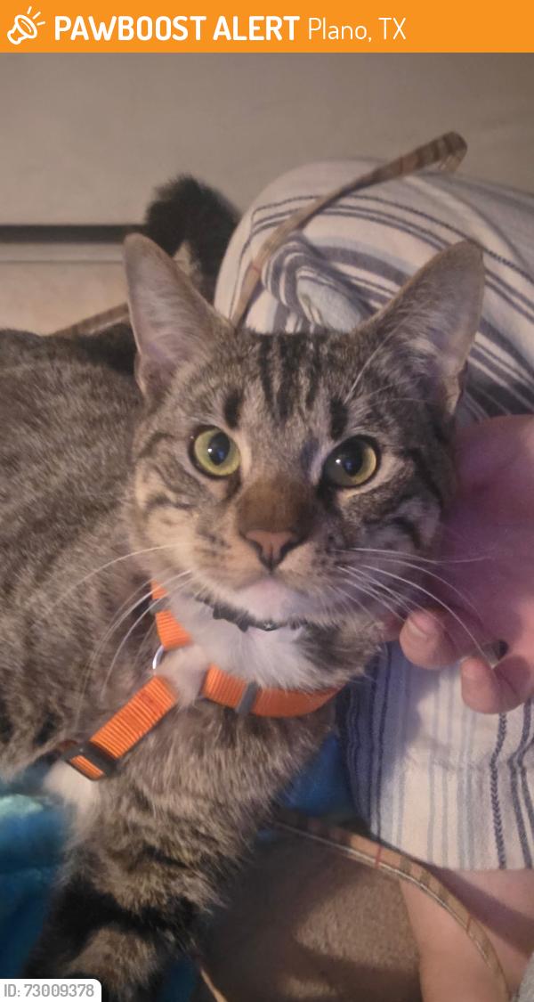 Found/Stray Male Cat last seen Lombardy Dr and Alma , Plano, TX 75023