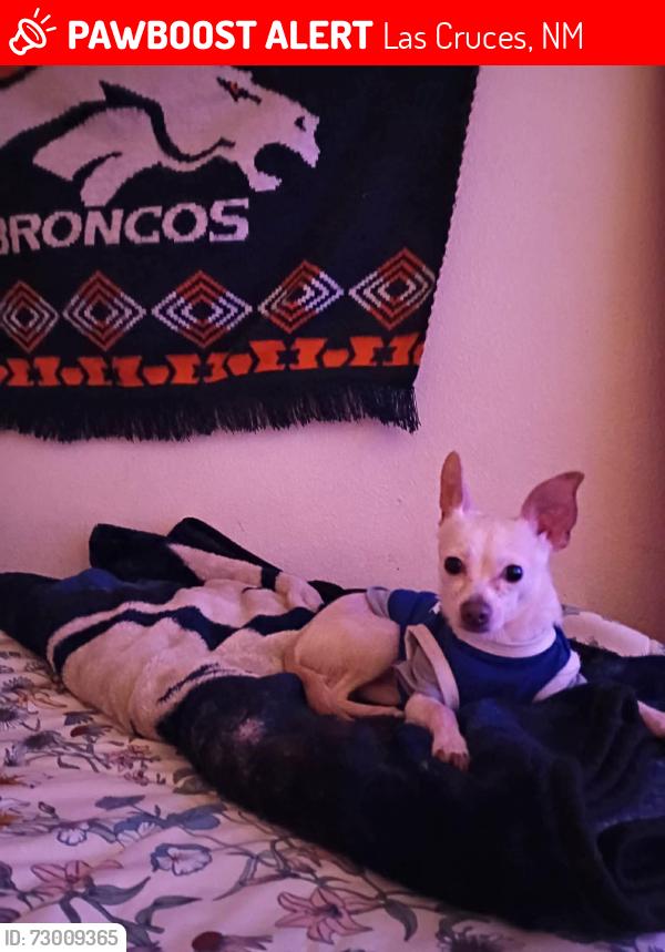 Lost Male Dog last seen Sonoma ranch, Las Cruces, NM 88011