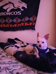 Lost Male Dog last seen Sonoma ranch, Las Cruces, NM 88011