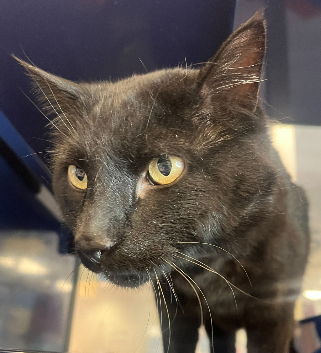 Shelter Stray Male Cat last seen cross streets Dry Creek & Quatar Way, Aurora, CO, 80016, 580 McIntyre St, Golden, CO 80401, USA