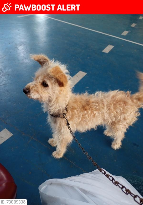 Lost Female Dog last seen Próximo a mercearia da Sônia , Parque Internacional, SP 13232-501