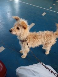 Lost Female Dog last seen Próximo a mercearia da Sônia , Parque Internacional, SP 13232-501