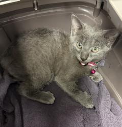 Shelter Stray Female Cat last seen University Avenue, San Diego, CA, 92105, 5500 Gaines St, San Diego, CA 92110, USA
