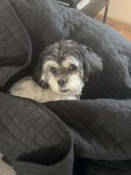 Reunited Female Dog last seen Near Chopek Ln, Waldwick, NJ 07463