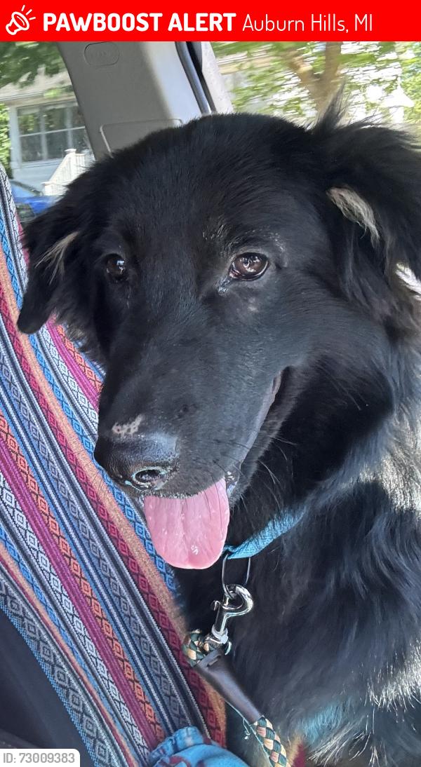 Lost Male Dog last seen United Wholesale Mortgage, Auburn Hills, MI 48326