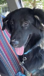 Lost Male Dog last seen United Wholesale Mortgage, Auburn Hills, MI 48326