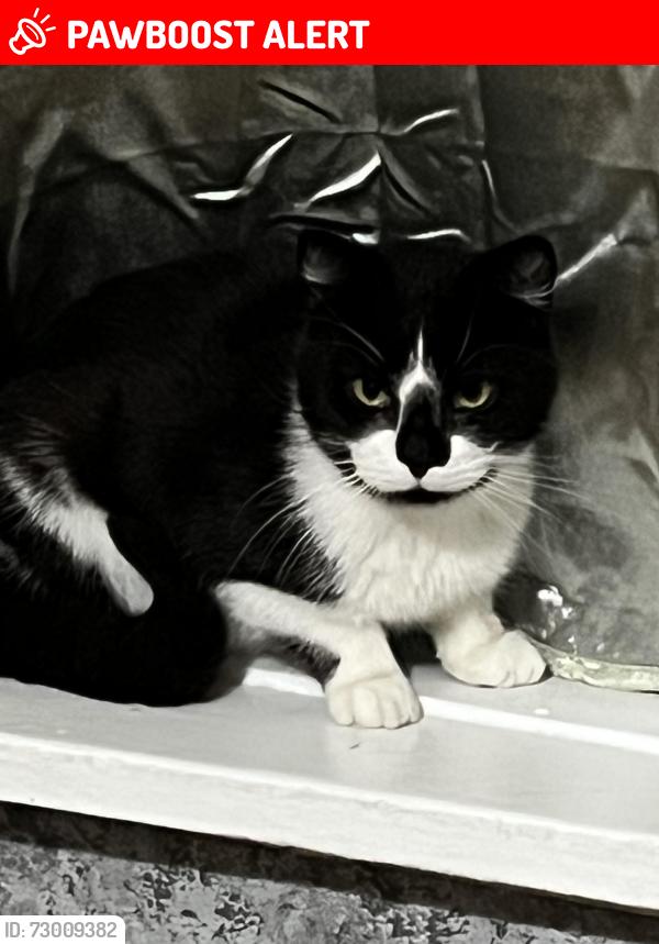 Lost Male Cat last seen Inland Road , West Midlands, England B24