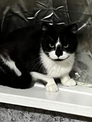 Lost Male Cat last seen Inland Road , West Midlands, England B24