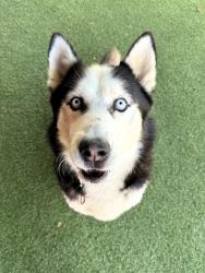 Shelter Stray Male Dog last seen Near Mission Avenue, Oceanside, CA, 92058, Oceanside, CA 92058, USA