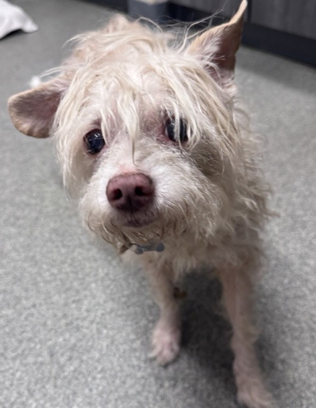 Shelter Stray Male Dog last seen N Rose, Escondido, CA, 92027, Escondido, CA 92027, USA