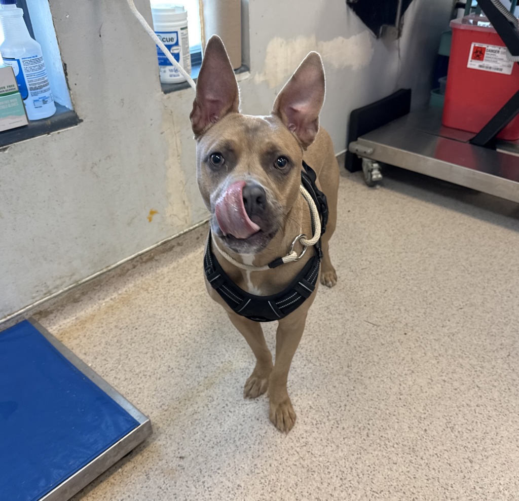 Shelter Stray Male Dog last seen Propsect Avenue, BRONX, NY, 10457, 326 E 110th St, New York, NY 10029, USA
