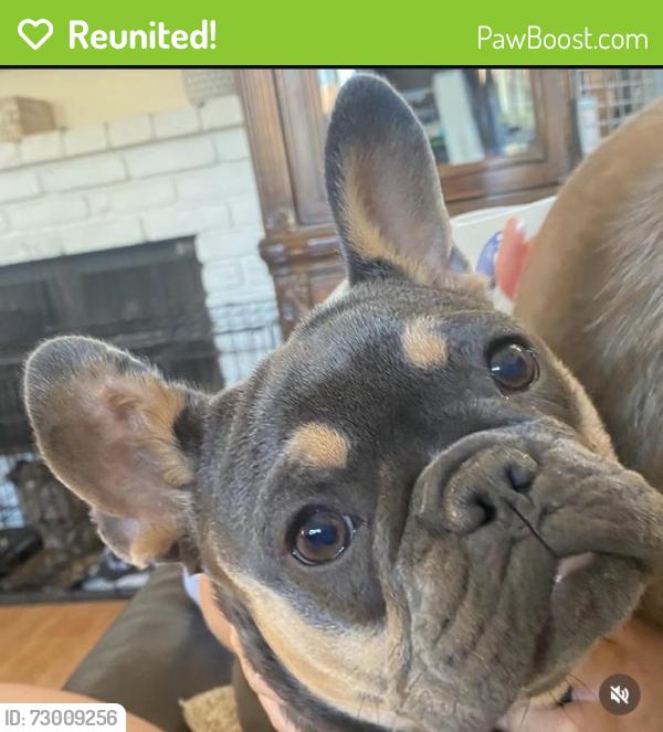 Reunited Female Dog last seen Dawn Dr, Riverside, CA 92505, USA, Riverside, CA 92505