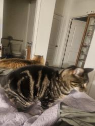 Reunited Male Cat last seen Myrtle, Visalia, CA 93277