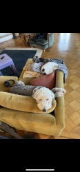 Lost Female Dog last seen 7/11 ocean blvd and termino, Long Beach, CA 90803