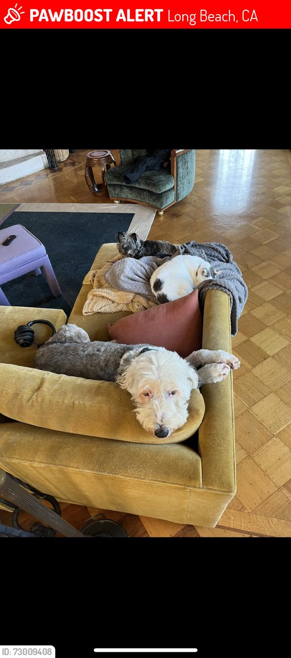 Lost Female Dog last seen 7/11 ocean blvd and termino, Long Beach, CA 90803