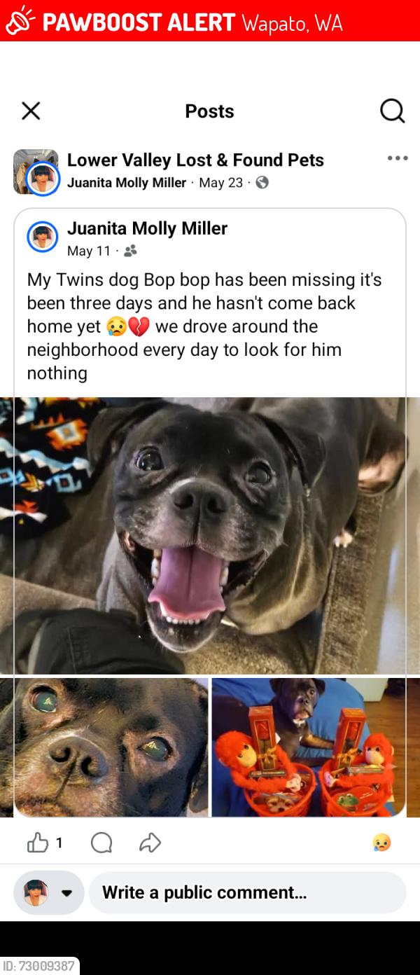 Lost Male Dog last seen Huli Cir Wapato Wa, Wapato, WA 98951